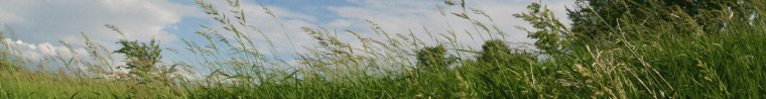 Photo of blowing grasses